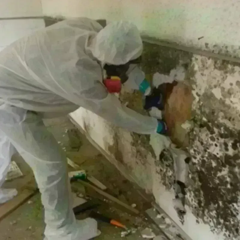 Mold Remediation and Removal in Cherokee Village, AR